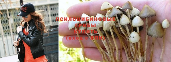 гашик Алексин